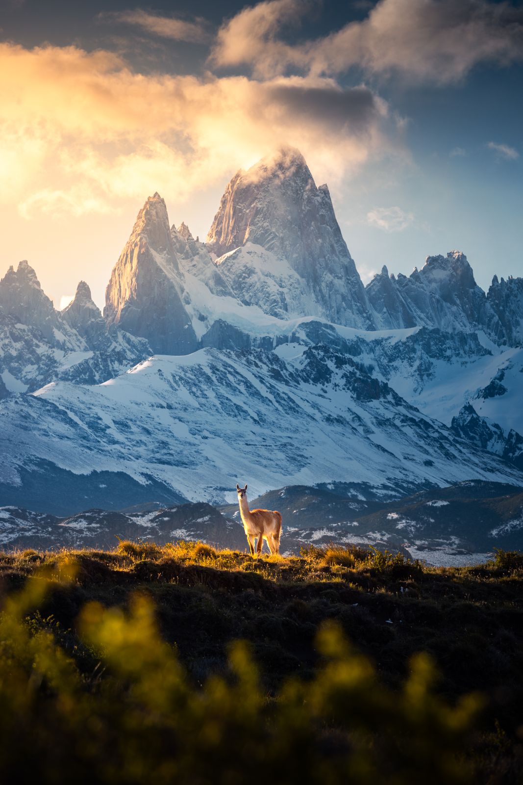 1. Platz Natur | Tierwelt – Lucas Tiefenthaler, Bundespreis Berufsfotografie 2025