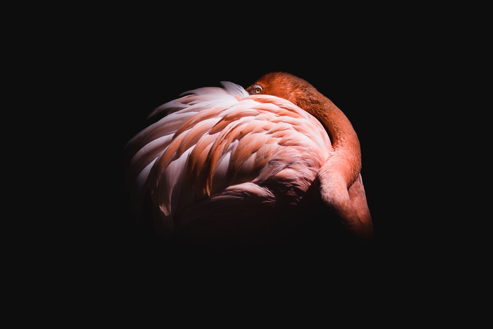 2. Platz Natur | Tierwelt – Stefan Mang, Bundespreis Berufsfotografie 2025